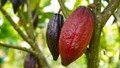Cocoa Cultivation and Climate Change: How Warming World Threatens the Future of Chocolate Industry