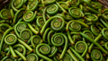 Lingad: India’s Wild Fiddlehead Fern Full of Unique Flavor, Rich Tradition, and Health Benefits