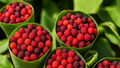 Kaphal: A Climate-Resilient Himalayan Superfruit for Profit, Nutrition, and Sustainable Hill Farming