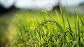 IRRI Launches New Hub to Strengthen Climate-Resilient Agriculture Across Asia-Pacific