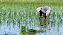 ADB, CGIAR & Gates Foundation Launch $1.5 Billion Initiative for Sustainable, Low-Carbon Rice Farming to Support Smallholder Farmers in Asia-Pacific