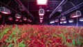 ICRISAT Develops World’s First Extreme Heat-Tolerant Pigeonpea Variety ICPV 25444 Through Speed Breeding
