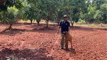 How R. Narasimman Earns Rs. 50 Lakh Annually from Mangoes, Bananas, Timber & Training- Redefining Agroforestry for a Self-Sufficient Future
