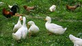 Backyard Duck Rearing for Profit: A Guide to Raising White Pekin × Khaki Campbell Crossbreeds for Small and Marginal Farmers