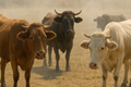 Keep Your Animals Safe, Healthy, and Productive in the Scorching Summer Months