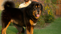 Gaddi Dog: Fearless Herding Companion of Himalayan Mountain Shepherds