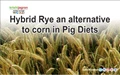 Hybrid Rye an alternative to corn in Pig Diets