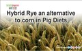 Hybrid Rye an alternative to corn in Pig Diets