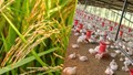 More Rice, Maize and Wheat In 2025, But Bird Flu, Trade Tensions & Extreme Weather Threaten Global Food Security: FAO