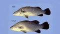 Asian Seabass Farming: A Guide to High-Yield Aquaculture in Freshwater, Brackish, and Marine Systems