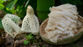 Bamboo Mushrooms: A High-Value Forest Treasure for Farmers, Profitable and Packed with Medicinal Power