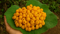 Hisalu: Golden Berry of the Hills- A Hidden Superfruit with Big Potential for Farmers