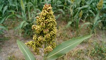 ICRISAT Introduces ‘Rapid-Ragi’ Speed Breeding Protocol to Accelerate Finger Millet Research