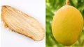 Mango Seed Kernel: Forgotten Superfood Turning Waste into Wellness for Heart, Gut, and Skin