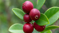 Strawberry Guava: A Resilient Superfruit for Sustainable Farming and Niche Markets