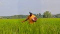 SECI Issues Rs 1,500-Crore Green Ammonia Tender to Cut Emissions, Decarbonize India’s Fertilizer Sector