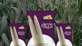 Yoddha Hybrid Bajra: Why Farmers Prefer It Over Other Bajra Varieties
