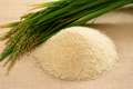 Improved Samba Mahsuri: A Disease-Resistant Rice Variety That Brings Higher Yields and Greater Profits to Indian Farmers