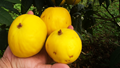 Araza: Amazon’s Golden Superfruit- A High-Value, Low-Maintenance Crop for Smart Farmers