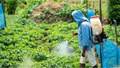 SECI Extends Bid Deadline for Green Ammonia Tender to June 30, 2025