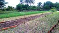 Agroforestry Push: Centre Issues Model Rules to Ease Tree Felling on Agricultural Lands, Boost Legal Timber Trade