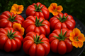 Togo Tomato: A Flavorful, Heat-Loving Gem for Homes, a Profitable Pick for Farmers