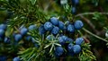 Juniper Berry Cultivation: A High-Value, Low-Maintenance Crop Offering Steady Income to Hill Farmers