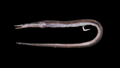 ICAR-NBFGR Discovers 16th New Deep-Sea Eel Species Facciolella smithi from Arabian Sea