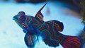 Mandarin Fish Farming: A Low-Cost, Profitable Opportunity for Small-Scale Ornamental Fish Farmers