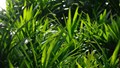 Pandan Farming: Grow This Aromatic Green Gold in Your Backyard and Boost Farm Income