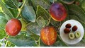 Ziziphus Jujuba in Kashmir: Reviving a Forgotten Fruit with Immense Potential