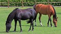 India’s First Globally Recognised Equine Disease-Free Zone Set Up at RVC Centre in Meerut