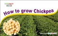 How to grow Chickpea?