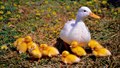 Duck Farming Made Safer: A Must-Know Health Checklist for Poultry Farmers