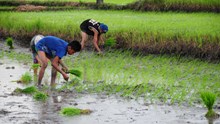 Kharif Sowing Crosses 597.86 Lakh Hectares, Rice, Pulses, Millets See Rise; Soybean Declines