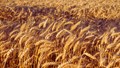 Pusa Tejas (HI 8759): Grow More, Earn More, and Nourish Better with India’s Super Wheat