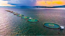 Global Food and Fish Production to Rise 14% by 2034, Says OECD-FAO