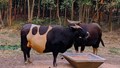 Mithun Farming: A Low-Cost, High-Return Livestock Opportunity for Hill Farmers