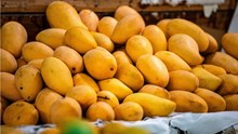 Mango Production Estimated at 228.37 LMT for 2024-25; Govt Strengthens Support for Farmers