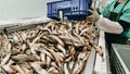 India–UK CETA Deal Opens Duty-Free Access for Indian Seafood, Boosting Exports and Coastal Livelihoods