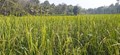 Kharif Sowing Crosses 1,039 Lakh Hectares in 2025; Rice, Maize Up, Oilseeds and Cotton Down