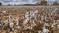 APEDA Refutes Misleading Claims on Organic Cotton Certification under NPOP; Says Certification System Is Globally Recognised