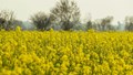 Kharif Sowing 2025 Reaches 829.64 Lakh Hectares; Rice Up 29 Lakh, Oilseeds & Cotton Decline