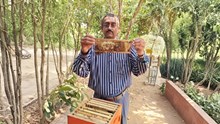 Dr Bikash Kumar Patra, Odisha’s Bee Whisperer Empowering Over 30,000 Rural Lives Through Apiculture, Apitherapy and Stingless Bee Innovation