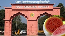 PAU Secures Rs 4 Crore GoI Project for Predictive Breeding to Enhance Guava Quality and Shelf Life
