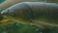 Grass Carp Farming: A Profitable and Eco-Friendly Solution for Weed Control and Income Boost