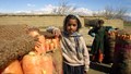 Afghanistan: FAO and UK Launch ReAL Project to Support Over 1.5 Lakh Afghans Facing Food Insecurity and Climate Crisis