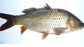 Common Carp Farming: Step-by-Step Guide to Boost Income, Nutrition, and Sustainable Aquaculture