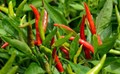 Distressed Farmers puts Chilli Fields on Fire