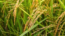 Drought-Resistant Rice: Scientists Find New Gene Variant That Boosts Yields by 27%